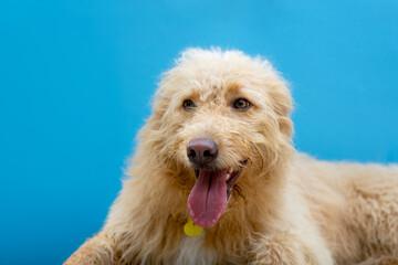 Happy Dog Portrait with Blue Background