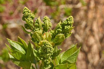 Obraz premium Lilac buds are blooming. Lilac buds (Latin Syringa vulgaris) in the rays of the spring sun. Spring.