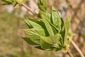 Fototapeta premium Lilac buds are blooming. Lilac buds (Latin Syringa vulgaris) in the rays of the spring sun. Spring.