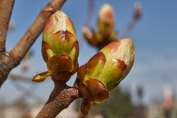 Chestnut flower buds bloom and inflorescences appear. Spring.
