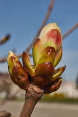 Chestnut flower buds bloom and inflorescences appear. Spring.