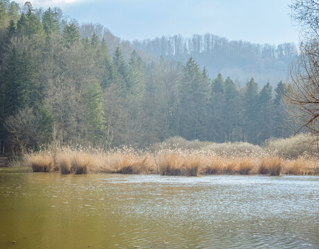 Lake with reeds and forest in the background, Trako&scaron;ćan Castle and Lake, Varaždin, Croatia