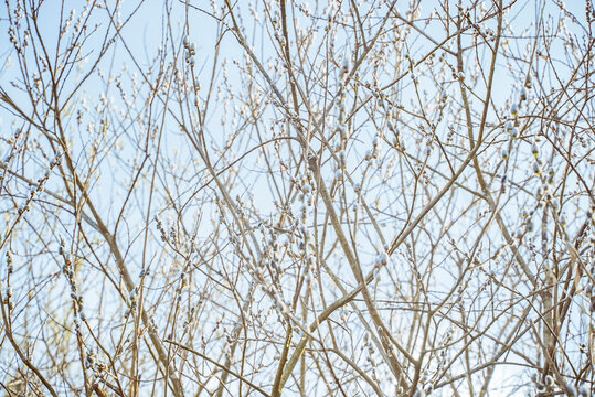 Pussy willow branches against a bright sky