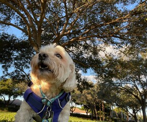cockapoo standing in the garden