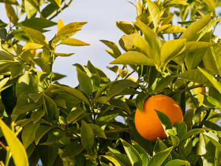 Detail of ripe oranges on the tree