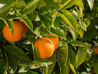 Detail of ripe oranges on the tree
