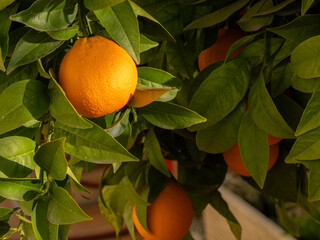 Detail of ripe oranges on the tree