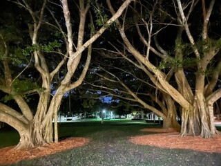 trees in the park