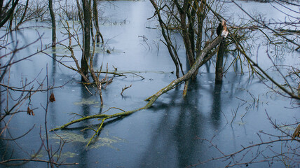 A fallen young tree in a gloomy swamp