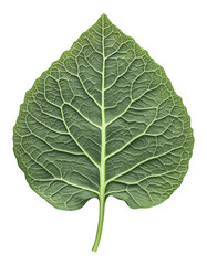 Obraz premium Close-up of a vibrant green leaf with detailed veins on a transparent background