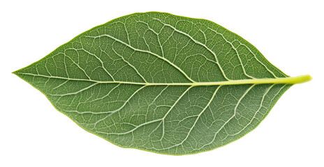 Obraz premium Closeup of a green leaf showing detailed veining and texture on a transparent background