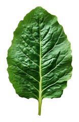Fresh green spinach leaf isolated on transparent background, close-up detail