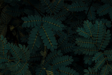 Close-Up of Green Foliage in a Dark Natural Environment