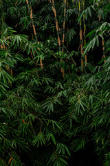 Dense bamboo grove with vivid green leaves and tall stalks in natural light. A lush, textured botanical background ideal for eco-friendly themes, zen concepts, or organic branding.