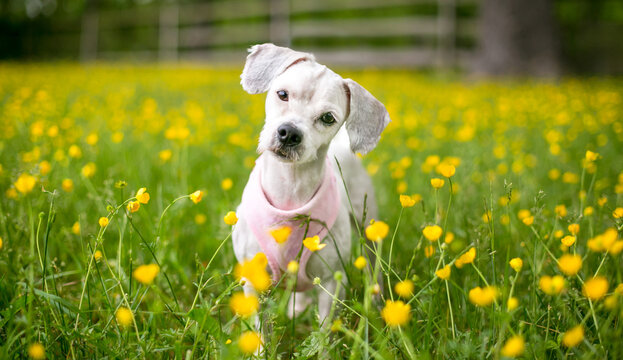 A Shih Tzu x Bichon Frise mixed breed dog in a field of buttercups