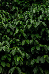 Close-up of glossy green leaves forming a rich, organic background. The texture and shadows create a lush, natural atmosphere ideal for eco-friendly, botanical, or tropical-themed designs.