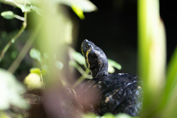 Yellow-bellied Slider, head raised, observing its surroundings. Baden-Württemberg, Germany.
