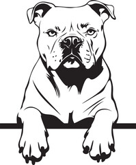 peeking american bulldog with paws