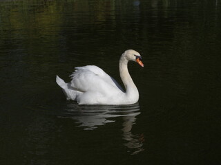 cisne