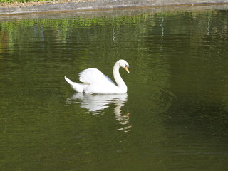 cisne