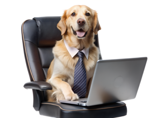 business dog in suit with laptop
