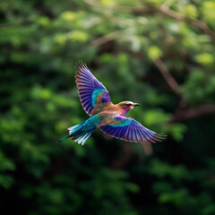 Fototapeta premium Lilac-breasted Roller in Flight
