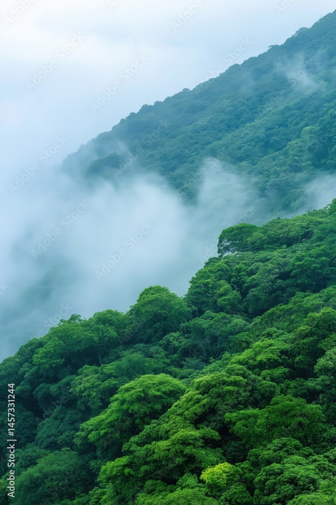 Poster a lush green forest with trees and a misty atmosphere. the trees are tall and dense, creating a sens