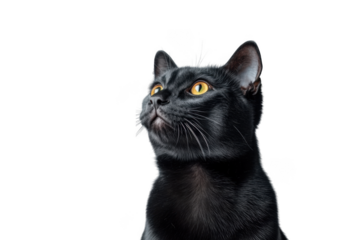 Black cat looking up attentively on transparent background