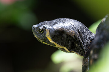 Close up of  Yellow-bellied Slider head. Baden-Württemberg, Germany.