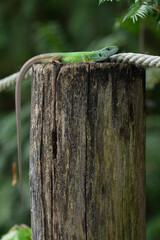 Full-body view of a green lizard lounging on a rustic wooden stump with a white rope detail,...