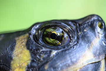 Close-up of  Yellow-bellied Slider eye. Baden-Württemberg, Germany.