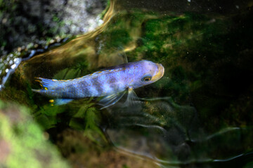 Top view of neon blue fish in shallow inlet. Baden-Württemberg, Germany.