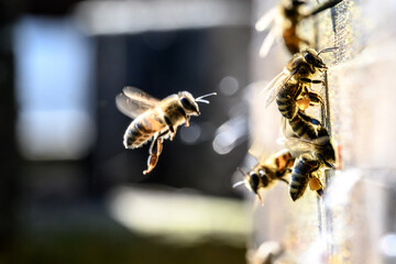 Side view close-up of nectar-bearing bees passing the hive entrence. Baden-Württemberg, Germany.