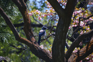 A beautiful blue bird perched on a tree branch