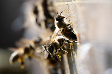 Side close-up of bees crawling out of the hive entrance. Baden-Württemberg, Germany.