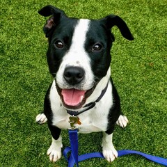 Playful Pit Mix on Grass..