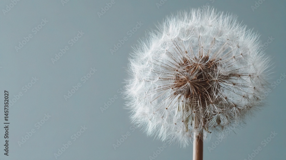 Poster close-up minimalist image of a dandelion from top perspective