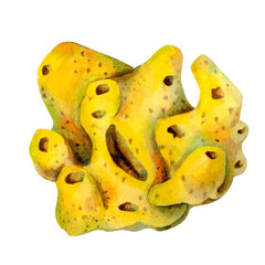 Underwater sea lemon sponges porifera living on coral reefs. Watercolor illustration of filter sponge in bright yellow color isolated on white background for sea design, snorkeling, diving, book, art