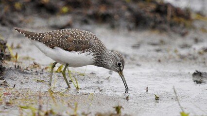 sandpiper looking for food on the shore of a reservoir in spring. 
