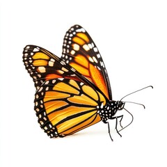 Fototapeta premium Danaus plexippus butterfly invertebrate monarch animal.
