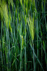 Fototapeta premium green grass in the wind