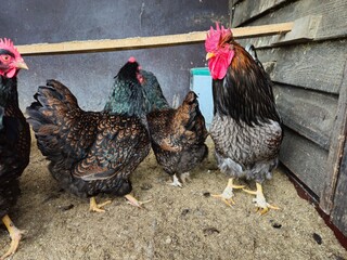 A beautiful rooster in house. Hens stand in the chicken coop waiting for food. Orange chickens in the chicken coop.
