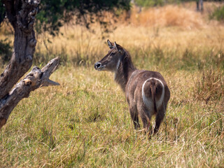 A waterbuck (Kobus ellipsiprymnus) in Hwange National Park in Zimbabwe.