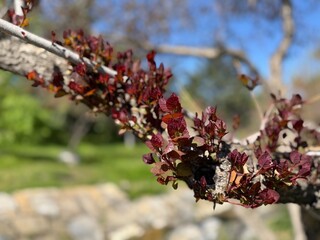 Red and purple fresh leaves of Cotinus coggygria Royal Purple (Rhus cotinus, European smoke tree) against green background. Selective focus. Spring landscape garden. Nature concept for design.