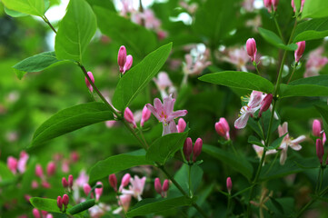 Tatarian honeysuckle (Lonicera tatarica) blooming in the garden.