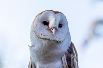 Barn owls (family Tytonidae) are one of the two families of owls, the other being the true owls or...