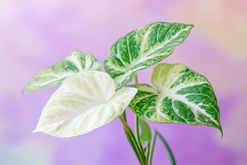 Obraz premium Close-up view of variegated plant leaves.