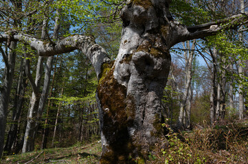 An old gnarled beech tree with trunk in spring.