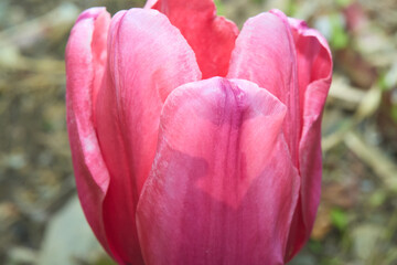 Close-Up of Pink Tulip Flower Petals in Spring

