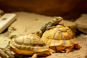 A lizard rests atop a tortoise's shell in a warm, rocky environment alongside another tortoise. The scene captures an extraordinary moment of interspecies harmony in nature.